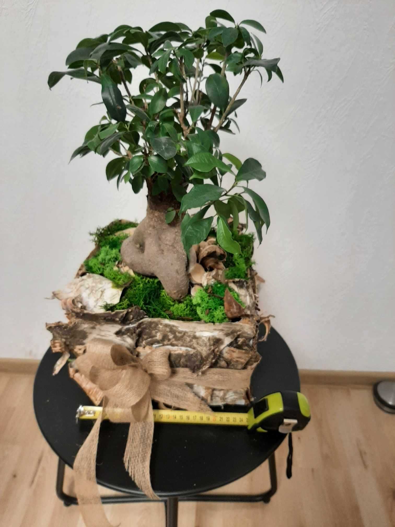 Sprzedam duży kwiat bonsai (drzewko ozdobne)