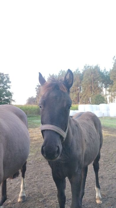 Wałach na sprzedaż