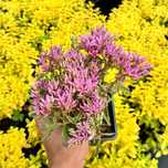Rozchodnik różowy 'Spot On Pink' (Sedum spurium) P9