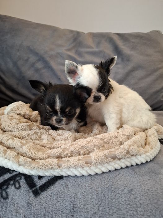 Uroczy długowłosy piesek chihuahua
