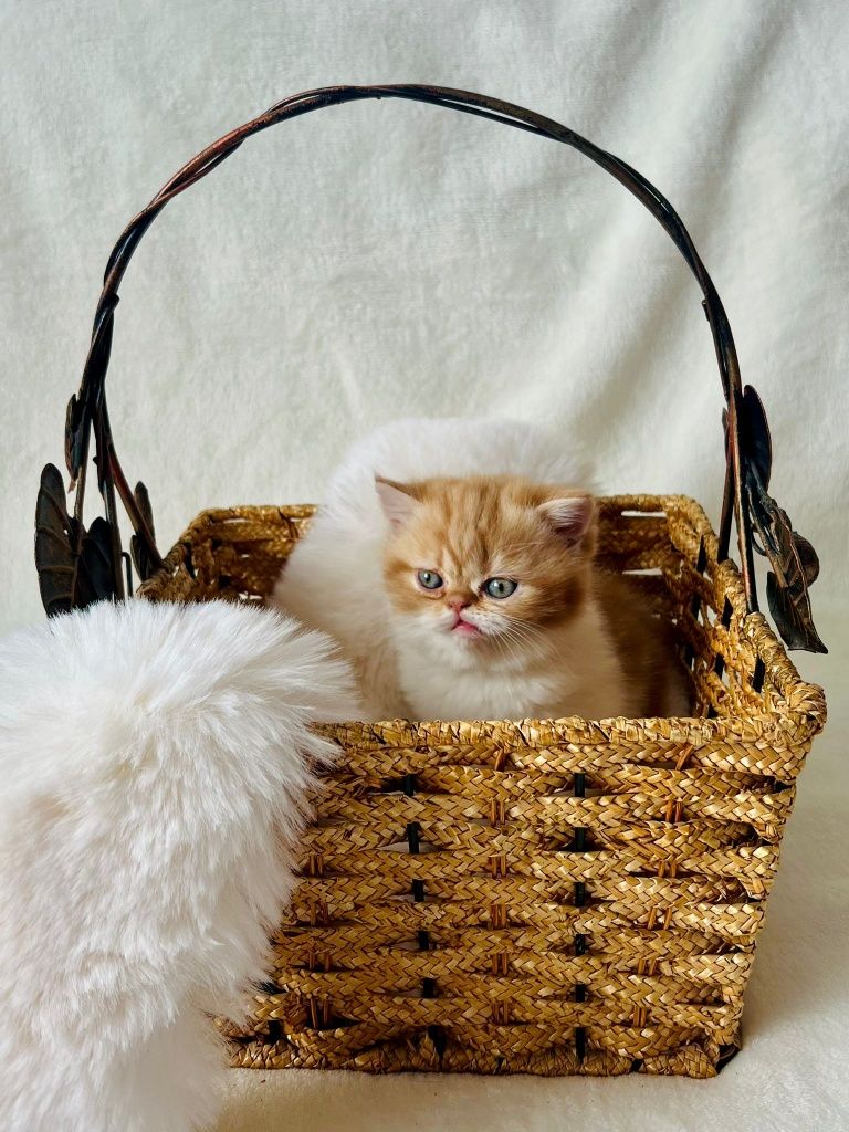 Kot Egzotyczny śliczna rudo-biała kotka