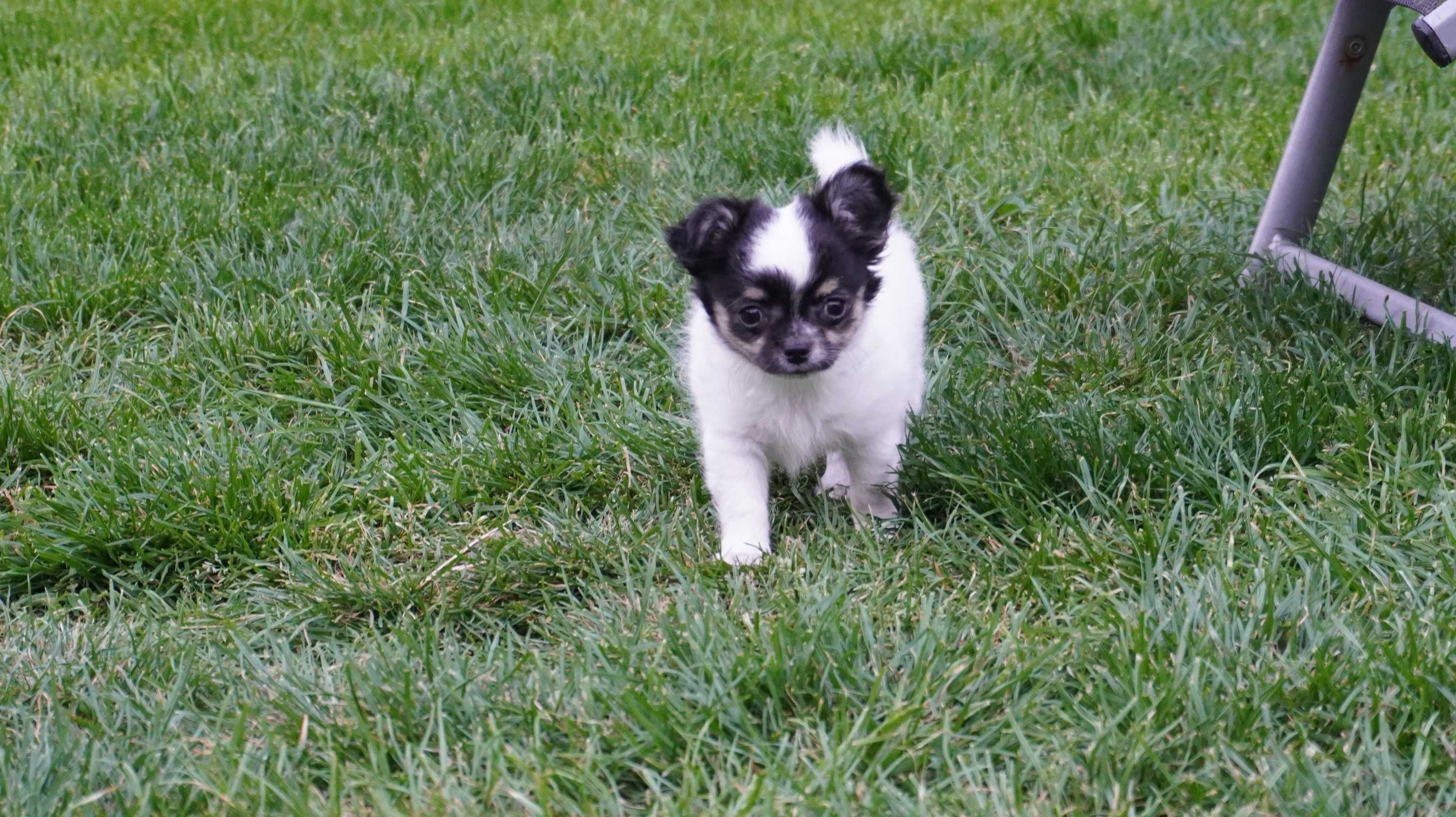 Wyjątkowej urody piesek długowłosy - Chihuahua - ZKwP FCI