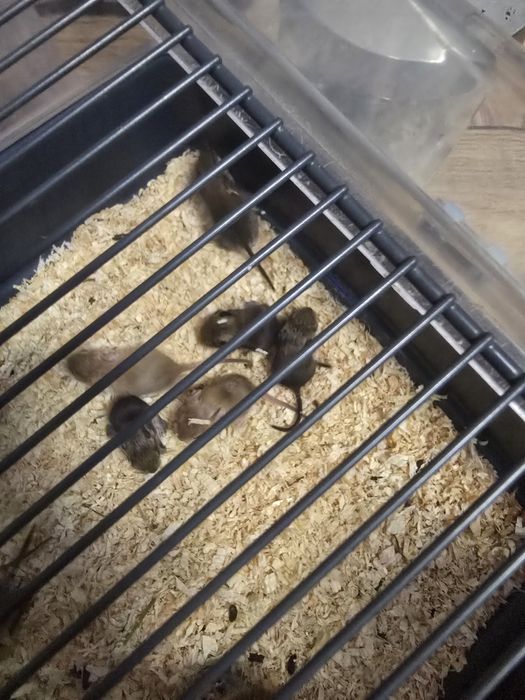 Oddam w dobre ręce koszatniczki tygodniowe wraz z klatką.