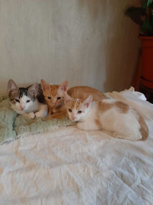 4 gatinhos em perigo de voltarem para a rua