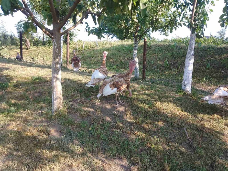 індики  червоний бурбон.яйця