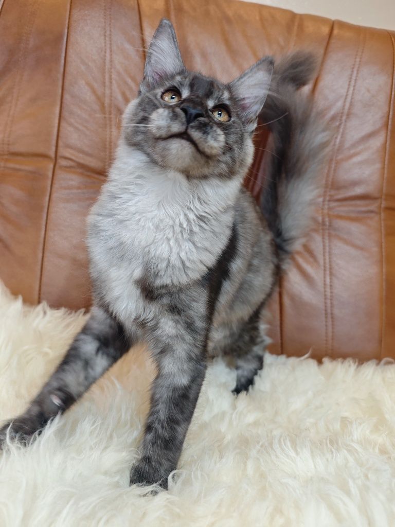 Cudowna dymna kotka Maine Coon z legalnej hodowli FPL