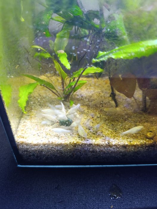 Molinezja biała żaglopłetwa