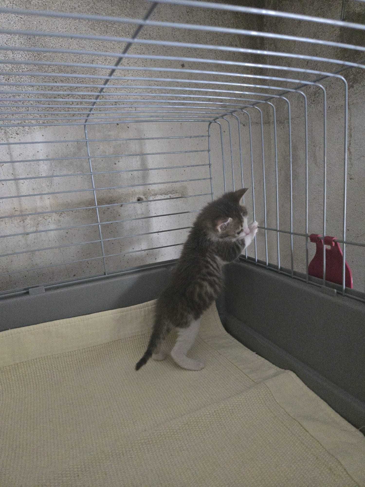 Gatinhos bebés para adoção consciente