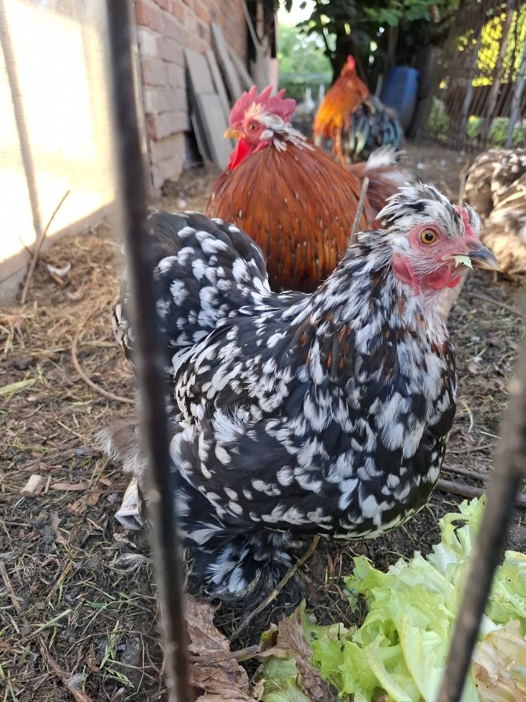 Kochinki kury i kogut