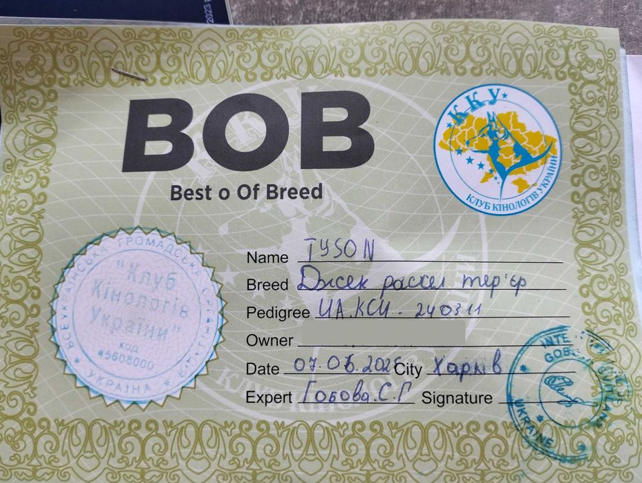 Вязка Джек Рассел. Кобель