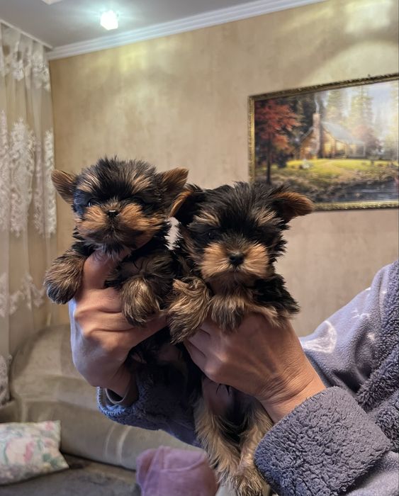 Готові до бронювання малюки йоркширського тер’єра!