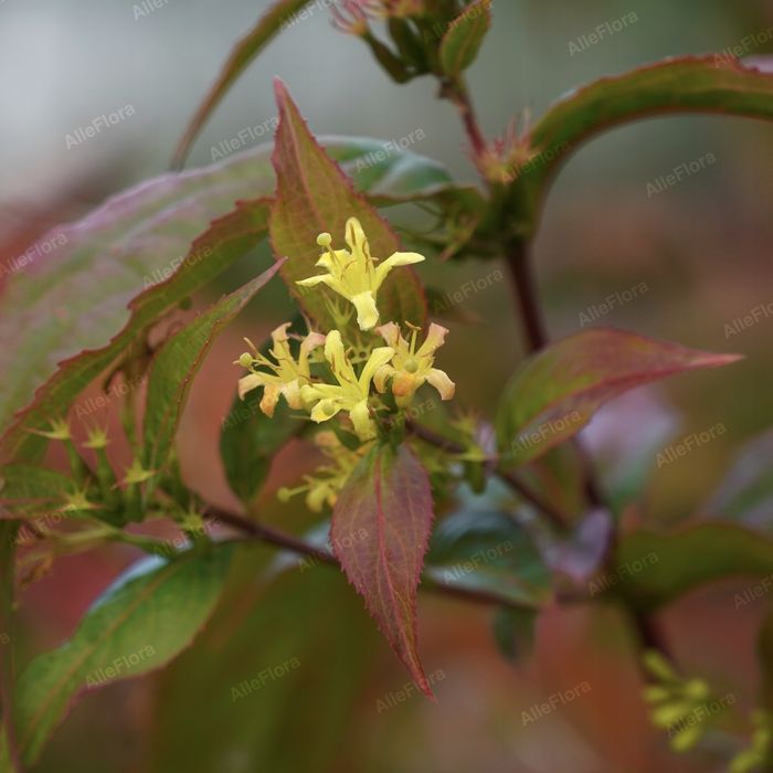 Zadrzewnia bezogonkowa 'Butterfly' (Diervilla sessilifolia) 2.0L