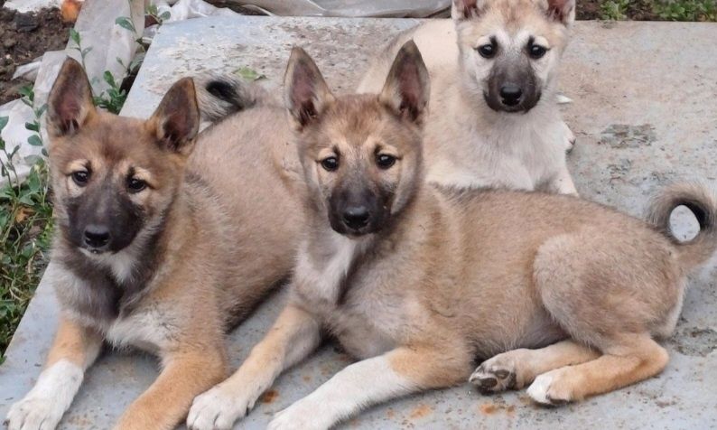 1,5-місячні цуценята західносибірської лайки