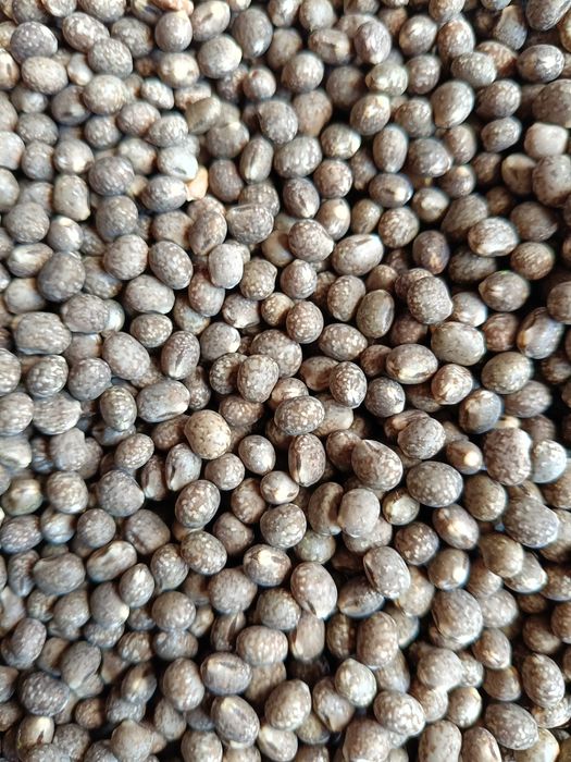 Sprzedam łubin slodki