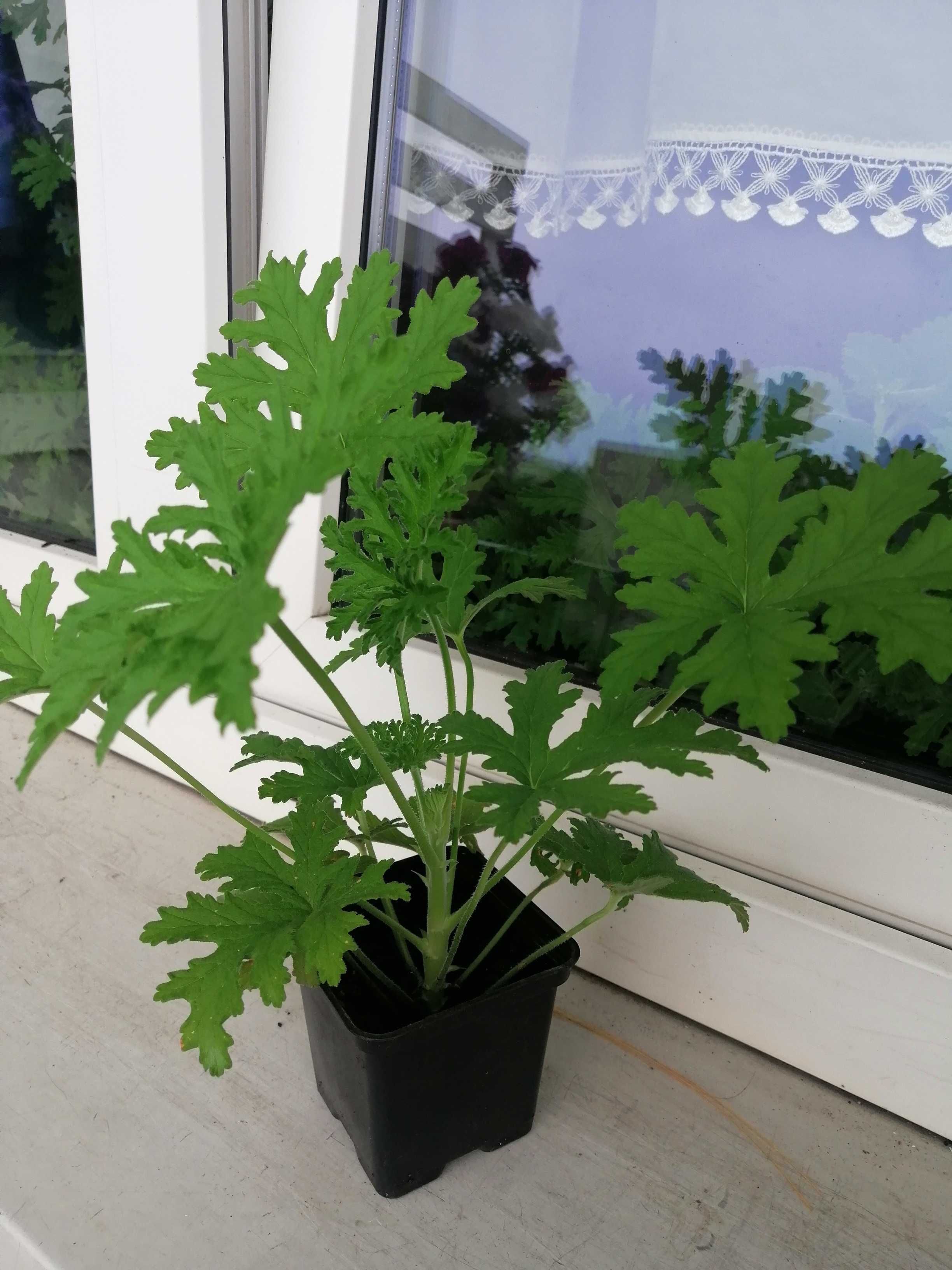 Geranium anginka