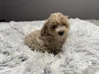 Maltipoo śliczny piesek