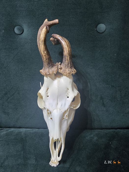 Rogacz kozioł myłkus  do wyceny