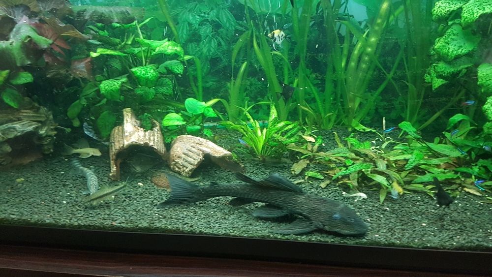 Продам акваріум .