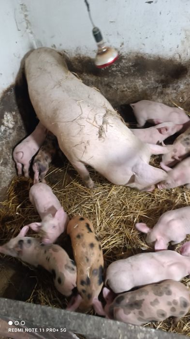 Продам поросята ..