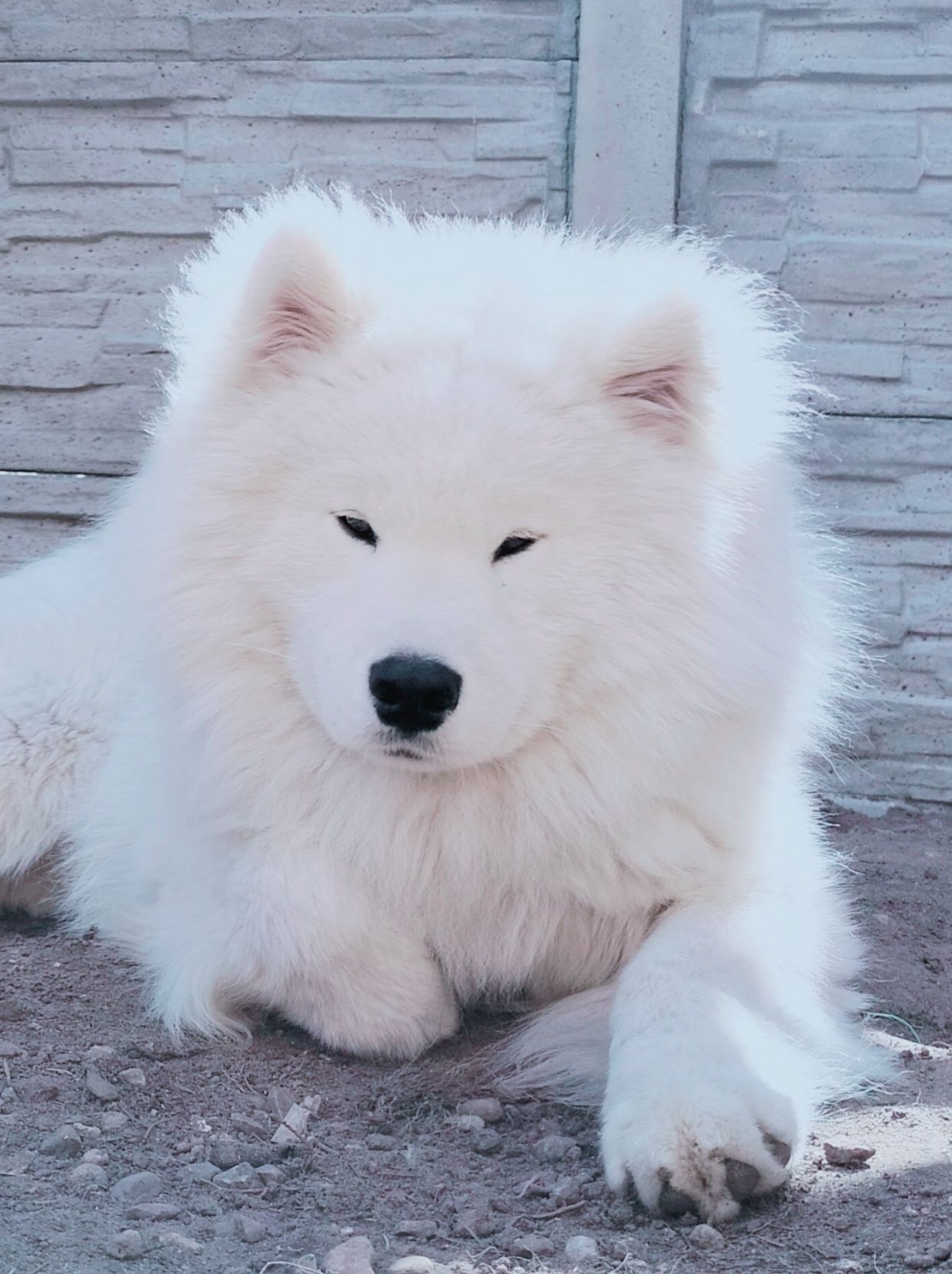 Samoyed Suczki ZKwP FCI