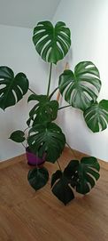 Monstera deliciosa duża