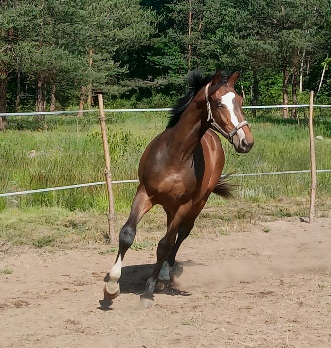 Na sprzedaż wałach Zangersheide