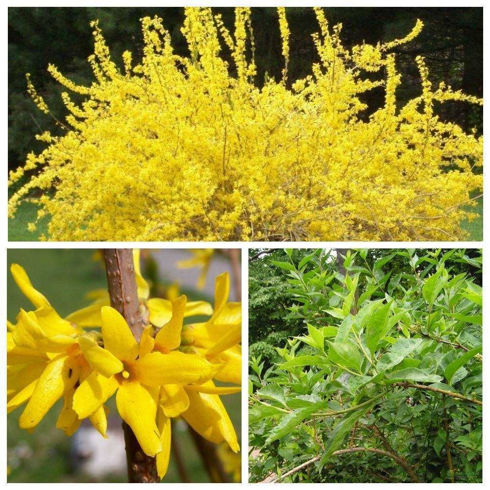 Форзиция Forsythia suspensa