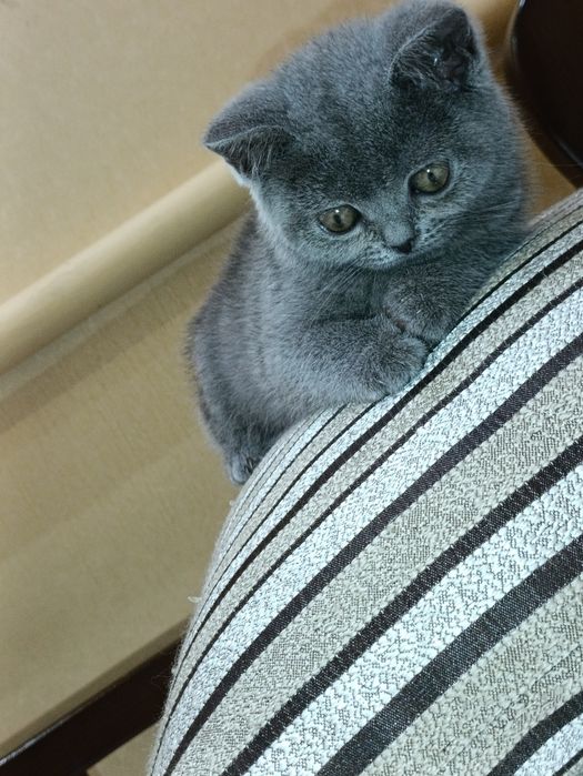 Британські чистокровні прямовухі  плюшеві кошенята,з голубим окрасом