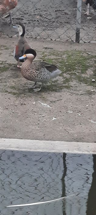 Pato versicolor macho