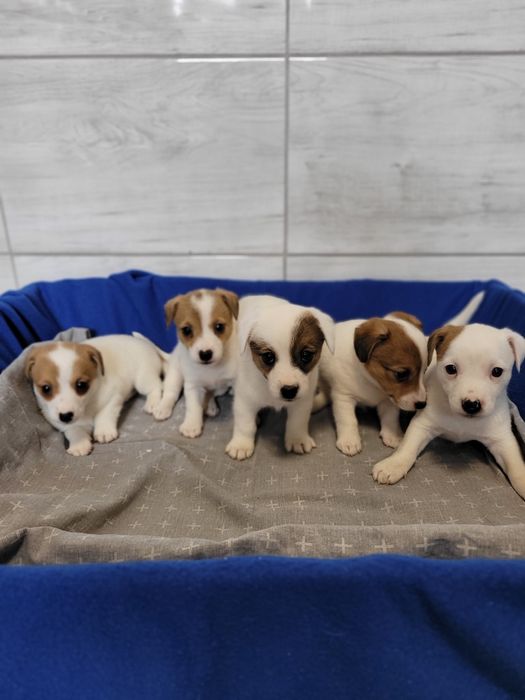 Jack Russell Terrier Szczeniak Śliczny Zaprasza