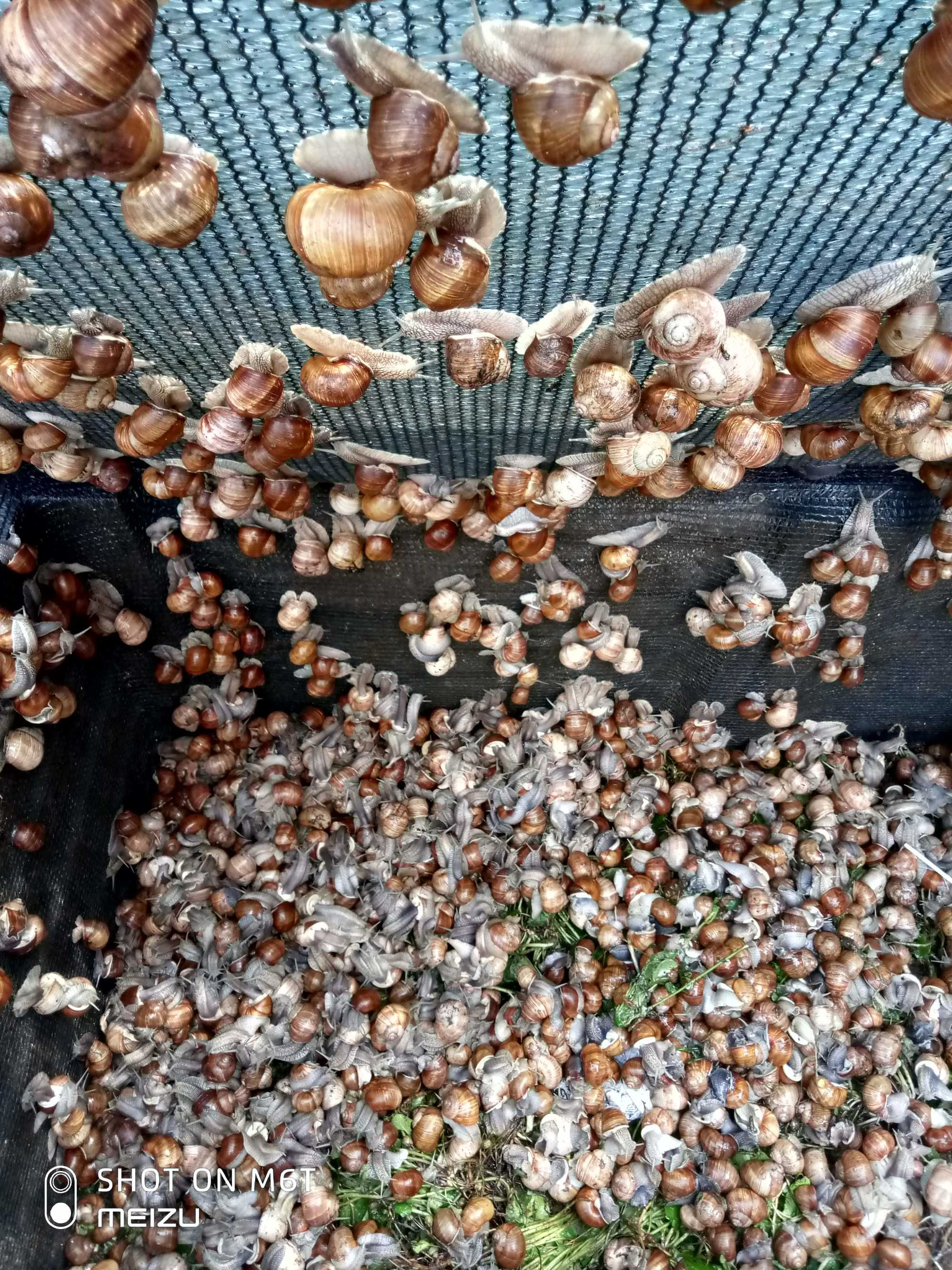 Равлик виноградний (Helix Pomatia) живий