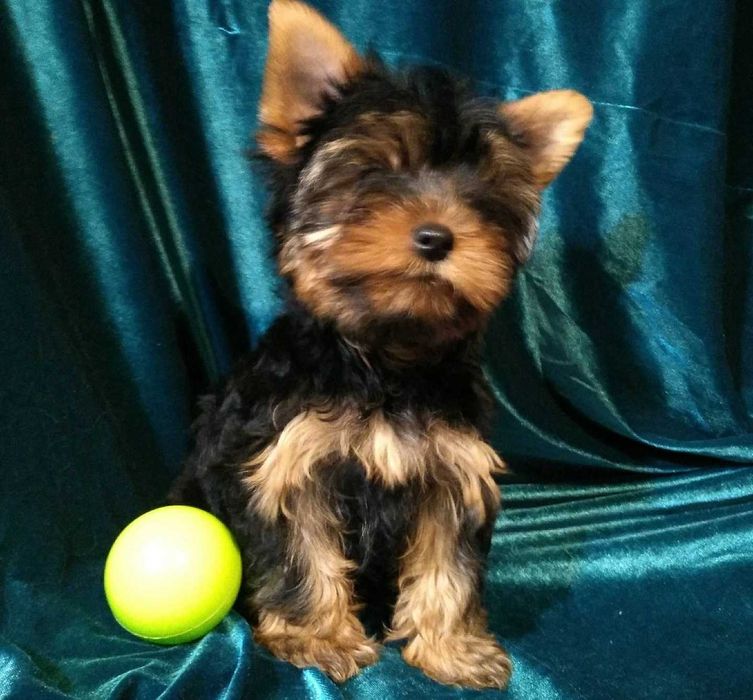 щенки Йоркширского Терьера