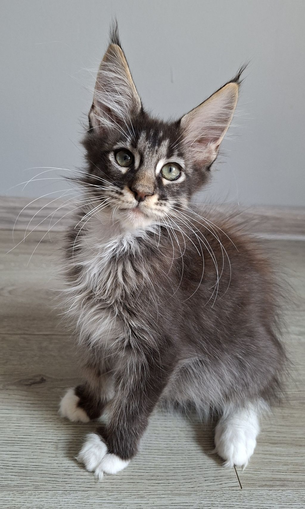 Juz do odbioru!! kocurek Maine Coon