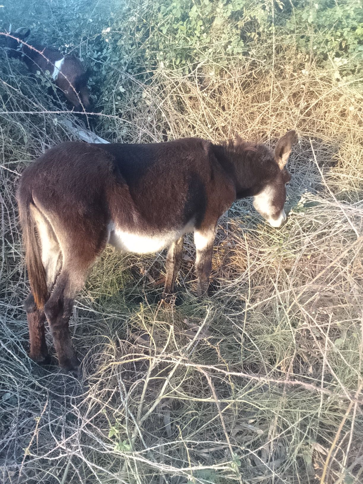 Burro mirandês muito meigo