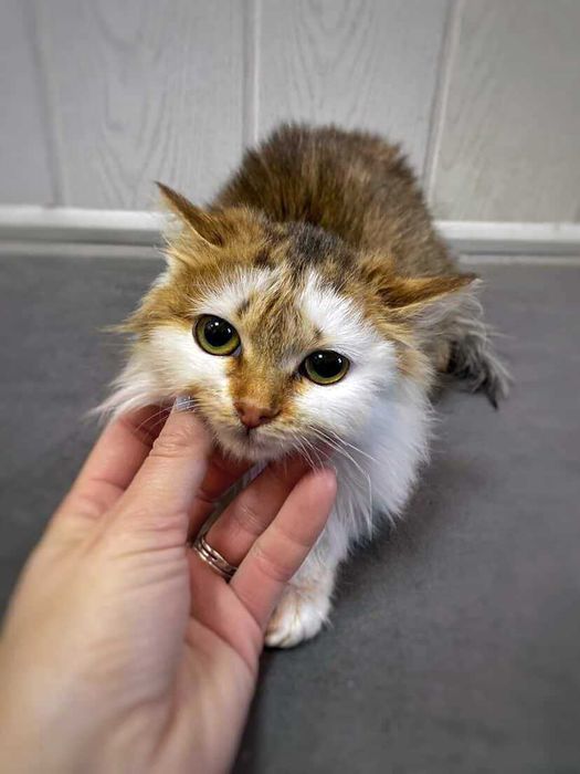 Ніжна киця шукає дім — Привчена до лотка — Здорова