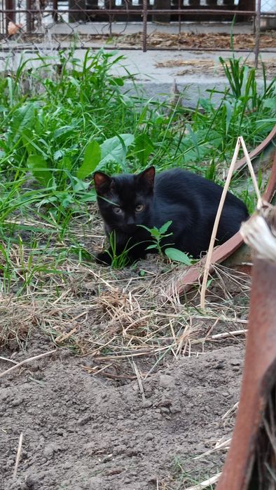 Oddam dwie oswojone kociszki i kocurka!