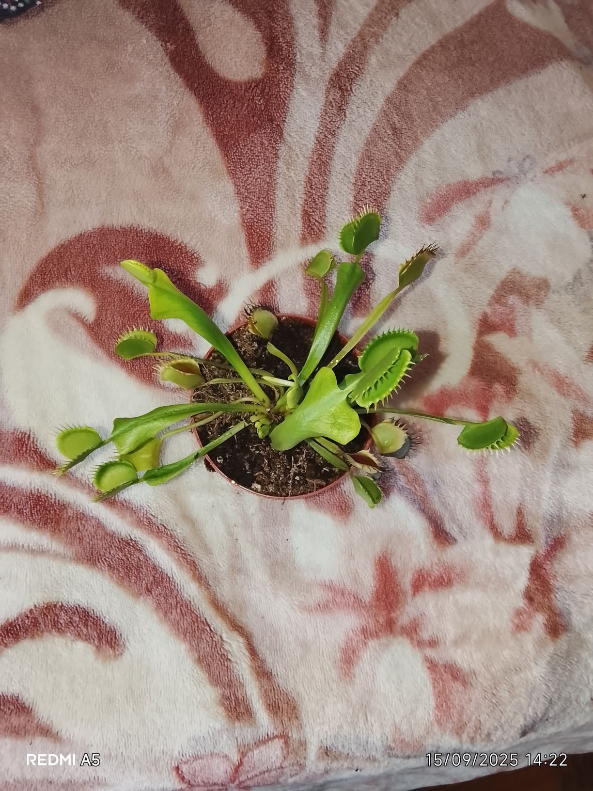 Plantas carnívoras