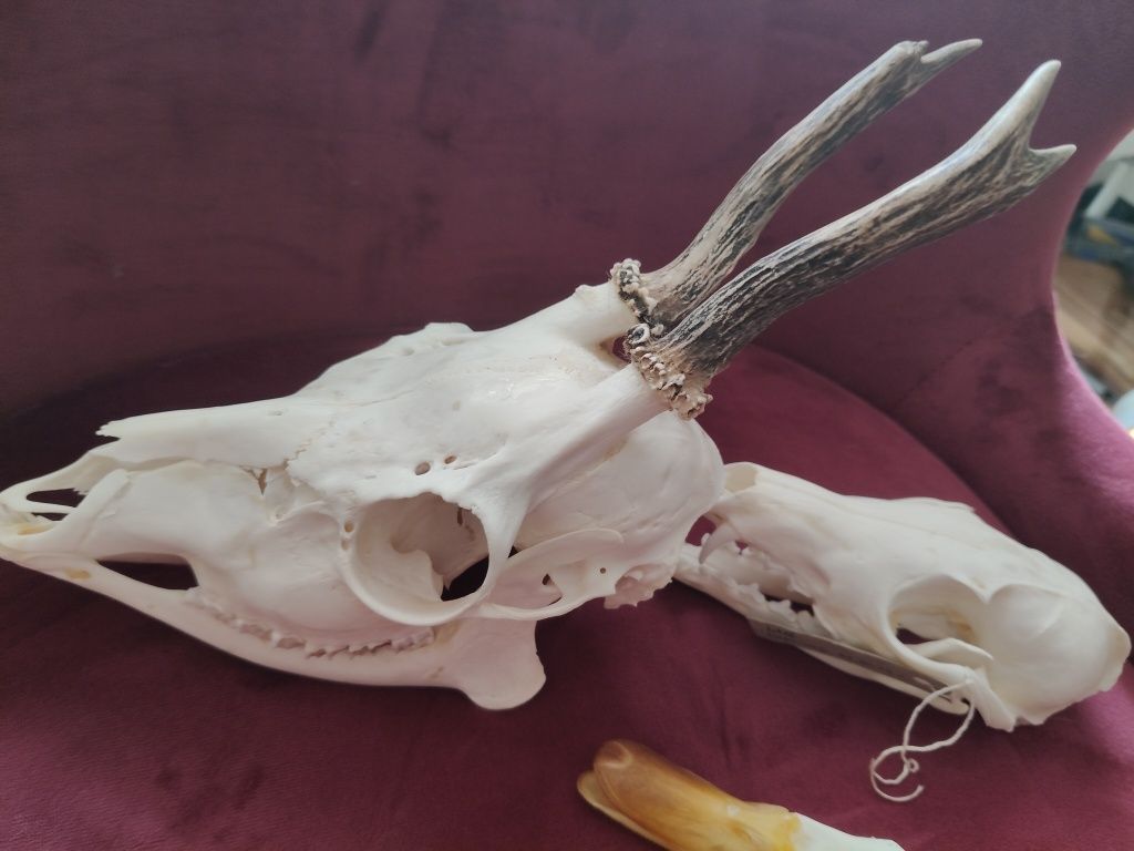 Zestaw Taxidermy Rogacz, Lis i Kaczor