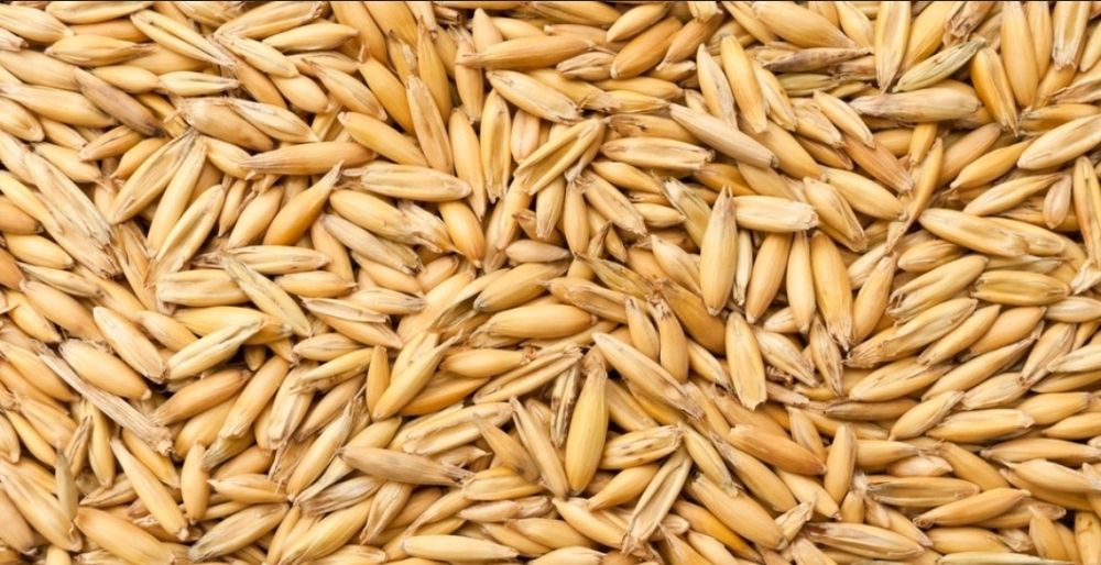 Owies jary z tego roku