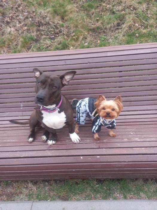 Одам Стафаржиского терьера .