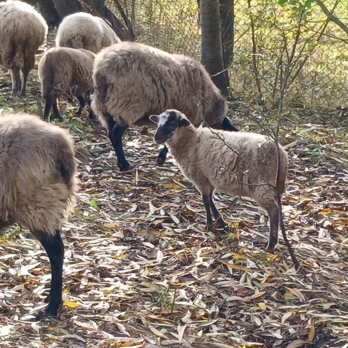 Вівці, ягнята, баранчики, баран