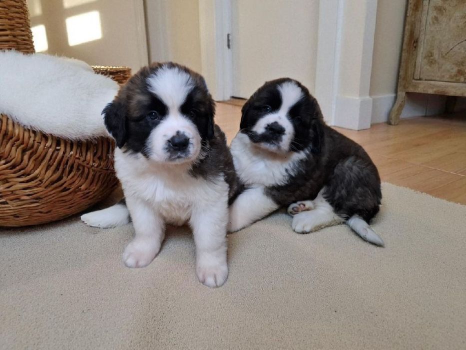 Bernardyn długowłosy szczeniak suczka/samiec z rodowodem