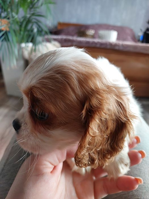 Кавалер Кінг Чарльз Спанієль вибір