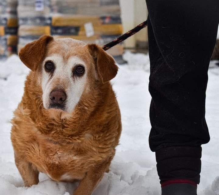 Nasz Rudolf w zimowej odsłonie poleca się się adopcji!