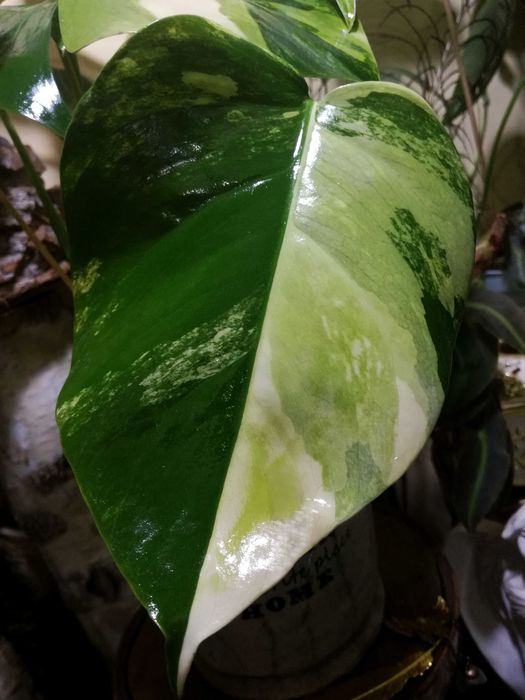 Monstera Marmorata Aurea Yellow Variegata  3 - colour  UNIKAT !  philo