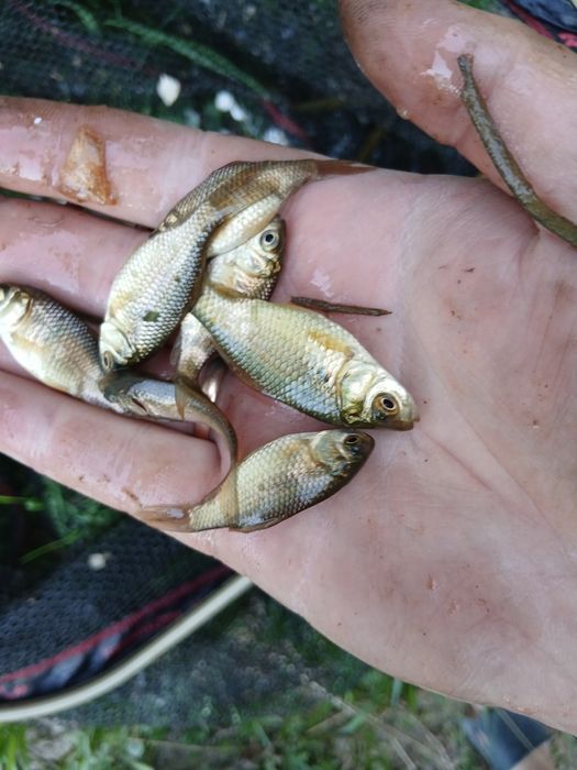 Жива риба кормова рибка