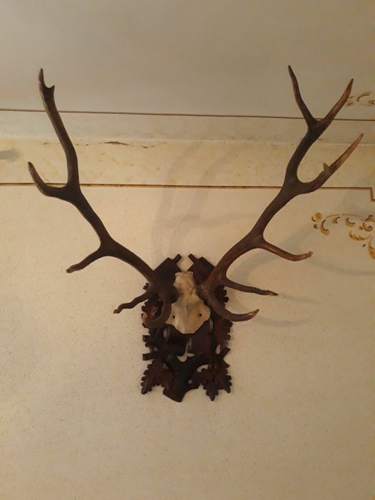 Роги оленя натуральні