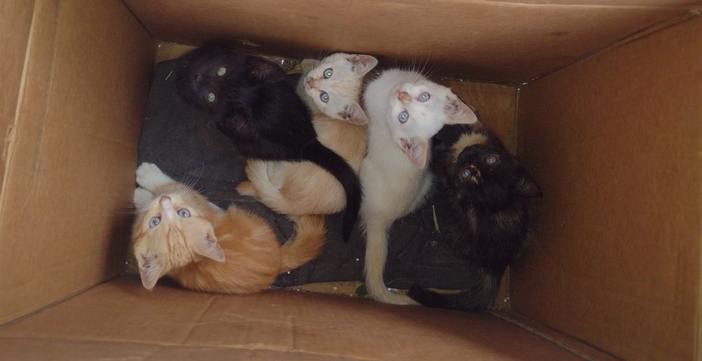 Вібруючі пухнастики