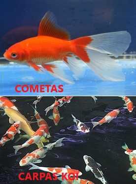 Guppies, Espadas, Molly e Platy