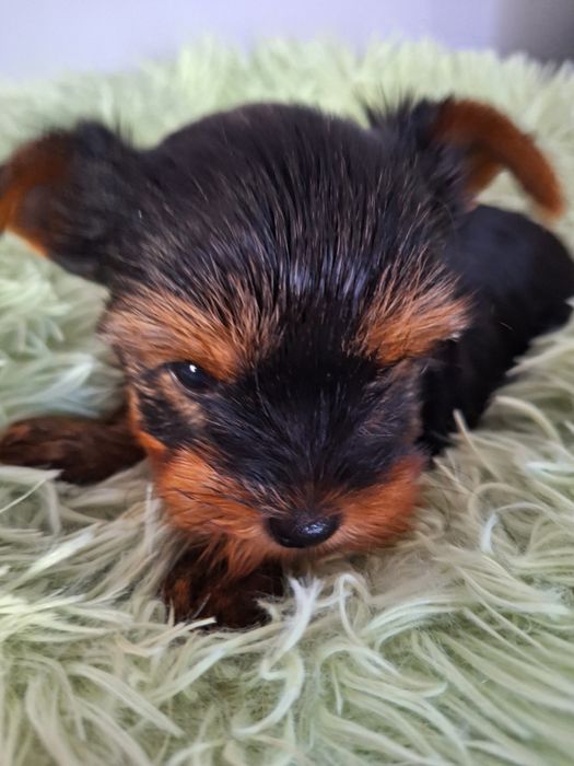 York żywe sreberko piesio